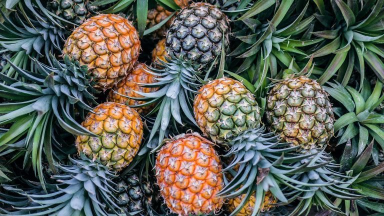 Speed99HQ's tweet photo. Pineapple rewards patient farmers!

✔️ High market value
✔️ Suckers for replanting
✔️ Strong export demand

Drainage + spacing + timing = premium fruits.

Long cycle. High return🍍

#Agribusiness #FarmWithspeed https://t.co/k2jxvlYsXQ