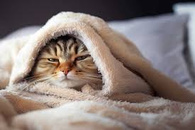 Smartino 📯 tweet media