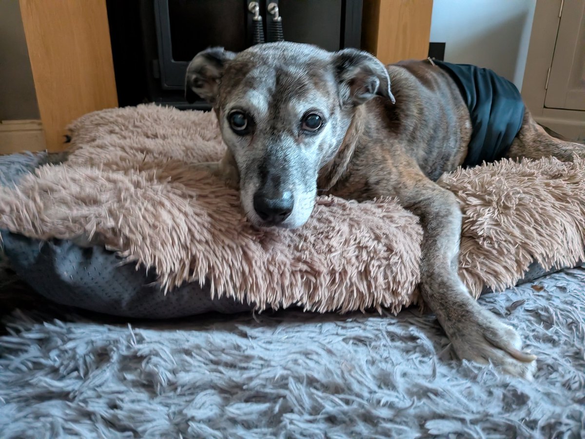 Old Boy Alfie tweet media