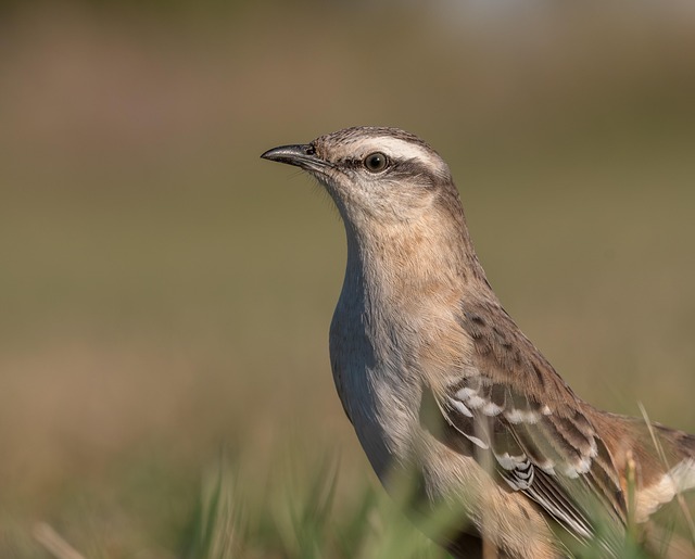 Corey Icard tweet media