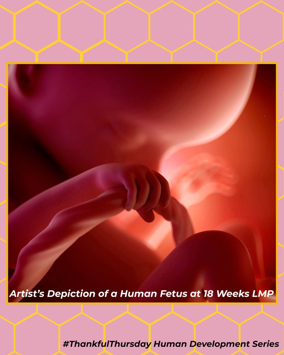 Pro-Life Wisconsin tweet media