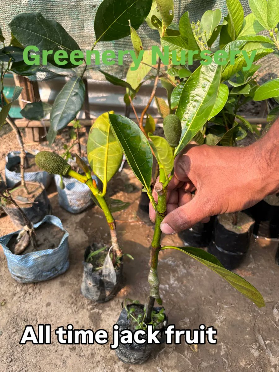 Beingaabhii's tweet photo. Jack fruit plants are available in stock for sale at retail and wholesale prices.... https://t.co/3OPZXlJpnR