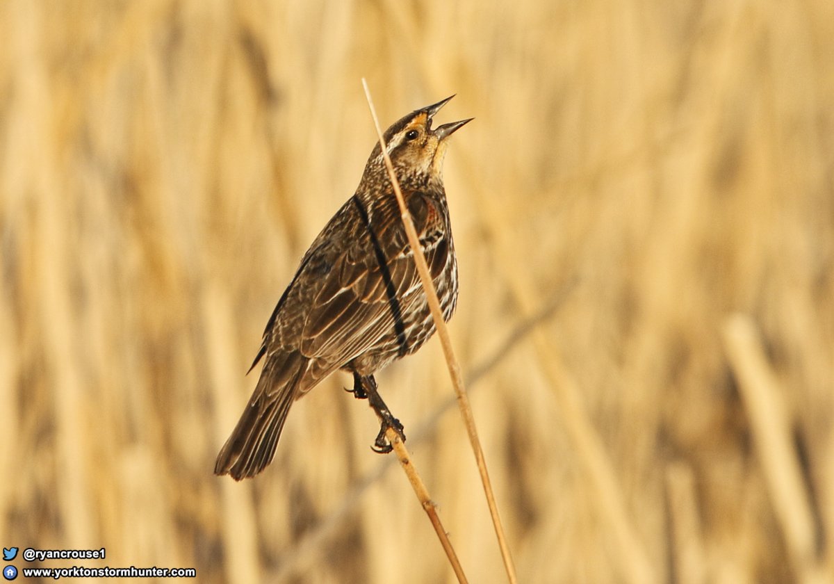 Ryan Crouse tweet media