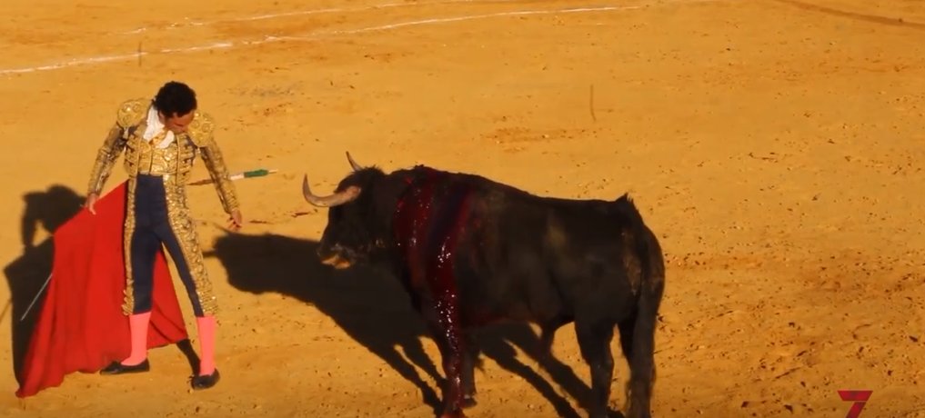 7 TOROS 7 tweet media