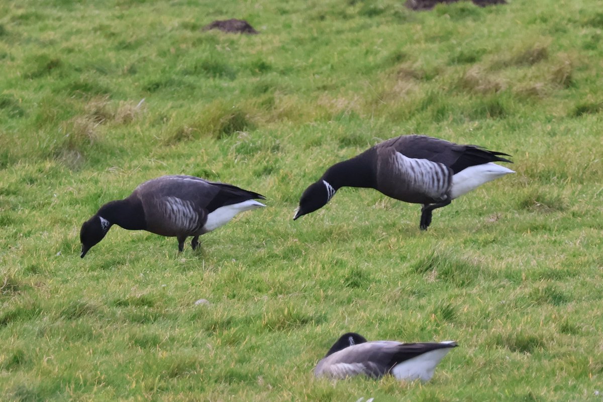 A short thread on a couple of Black Brant x DBB hybrids in the Wells Beach Road flock this week which may be of interest to some! 
1/7