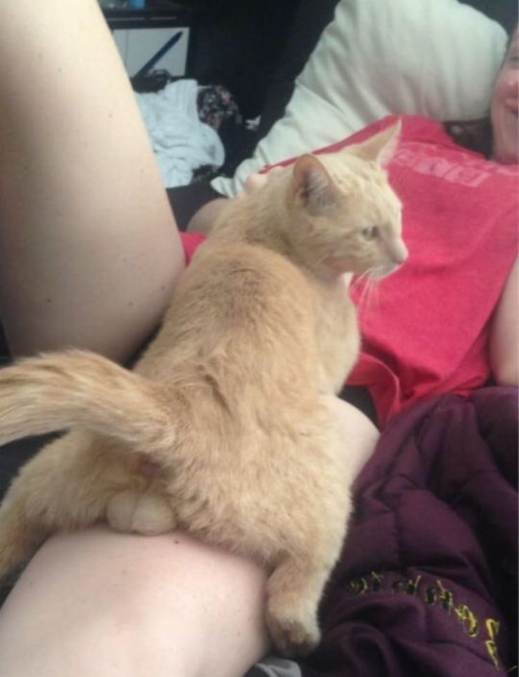 No Cats No Life tweet media