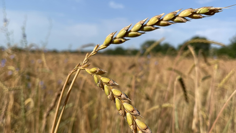 Organic Research Centre tweet media