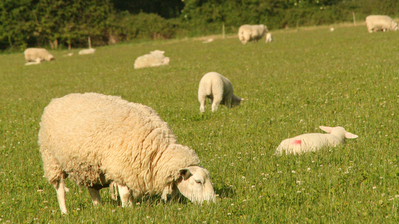 Organic Research Centre tweet media