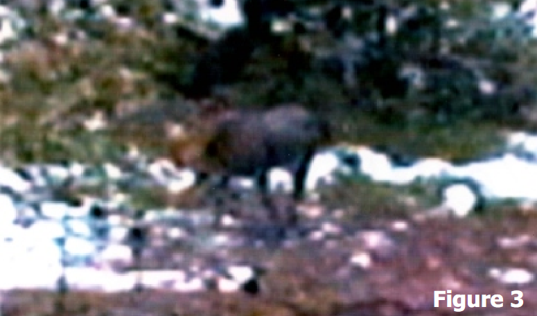 BestCryptids's tweet photo. An alleged photograph of the "Fiordland moose". Not native to New  Zealand, moose were released there over a century ago for hunters.  While reports of them gradually tapered off, occasional sightings have  led people to believe that moose may have established a colony there https://t.co/cElwFbO6CC