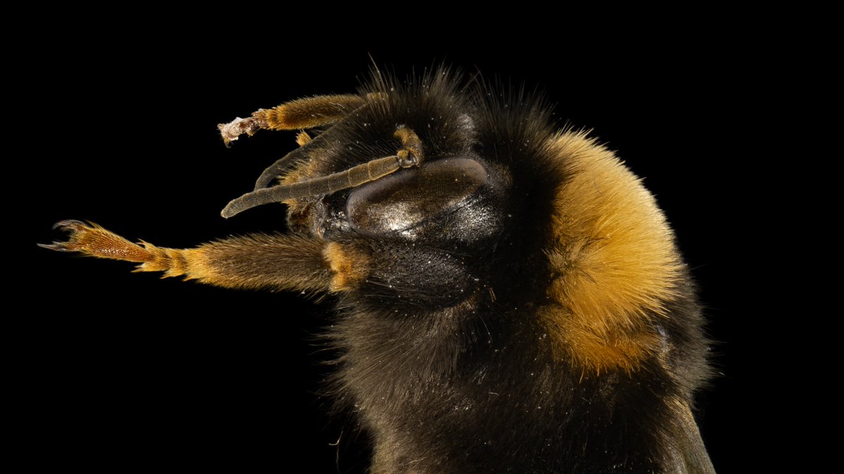 macroscans tweet media