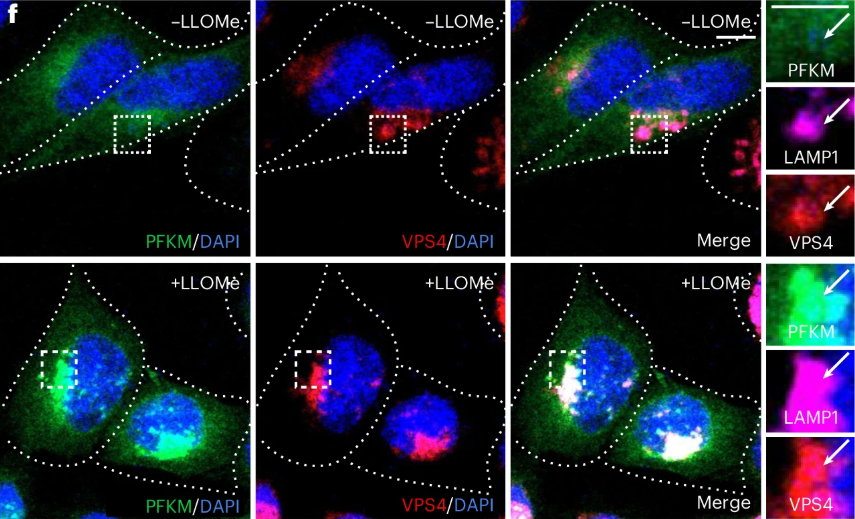 Muscle Cell News tweet media