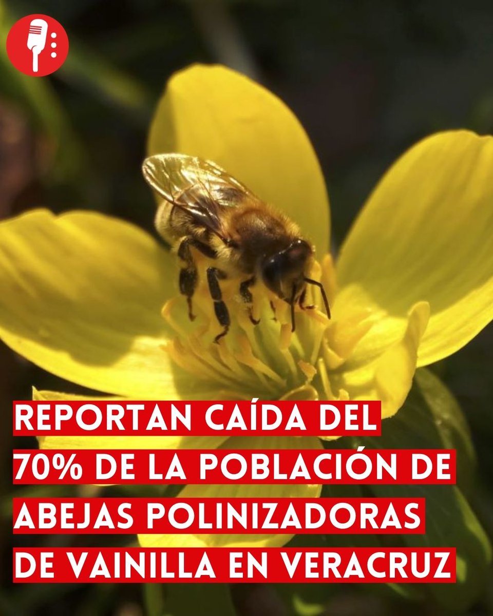 ⭕ OJO | REPORTAN CAÍDA DEL 70% DE LA POBLACIÓN DE ABEJAS POLINIZADORAS DE VAINILLA EN VERACRUZ

De acuerdo con la Universidad Veracruzana, existe una caída de hasta 70% en las poblaciones de abejas especializadas en la polinización de la vainilla en regiones de Veracruz. El