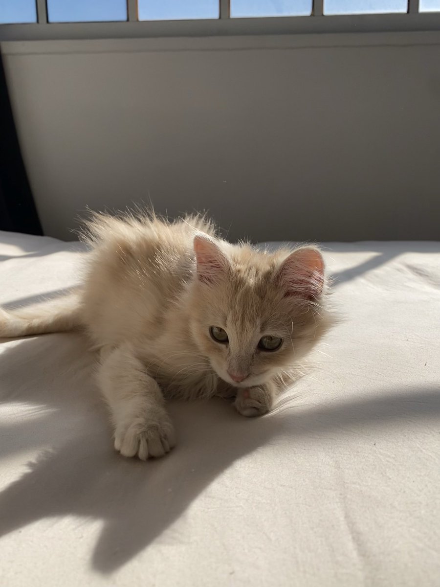 El petit coton continúa creciendo 😌