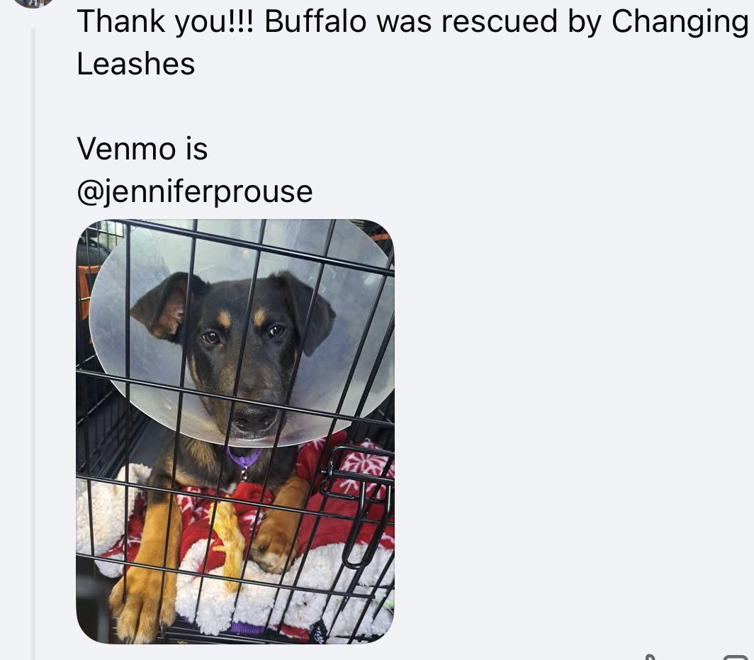 ꜱᴀᴠɪɴɢ ꜱʜᴇʟᴛᴇʀ ᴅᴏɢꜱ tweet media