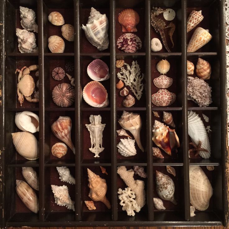 naturaholic's tweet photo. miniature seashells https://t.co/jgUWY2f6G4