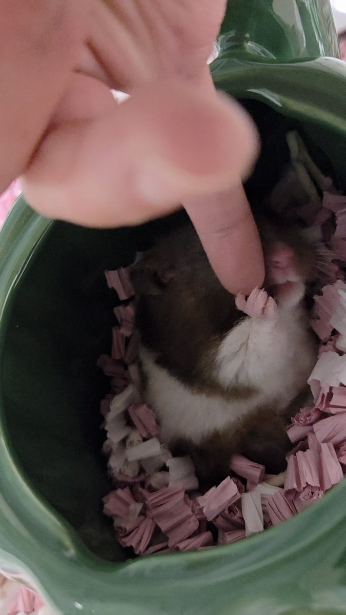 最高のおてて🙌