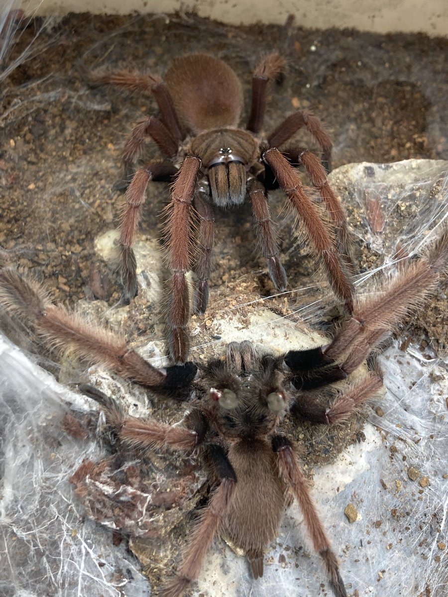 さっちゃん🐛🦂🕷 (@BugsLife3939) / Posts / X