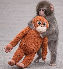 QGdoPOP's tweet photo. Pelúcia favorita de Punch, o macaco abandonado pela mãe, ESGOTA no mundo inteiro após viralizar, o item chega a custar até R$ 650, diz O Globo. https://t.co/VEyoviODgz