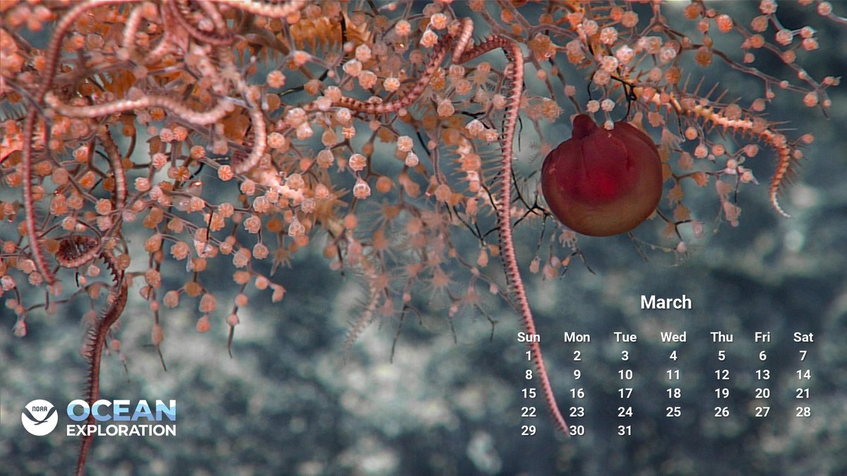 NOAA Ocean Exploration tweet media