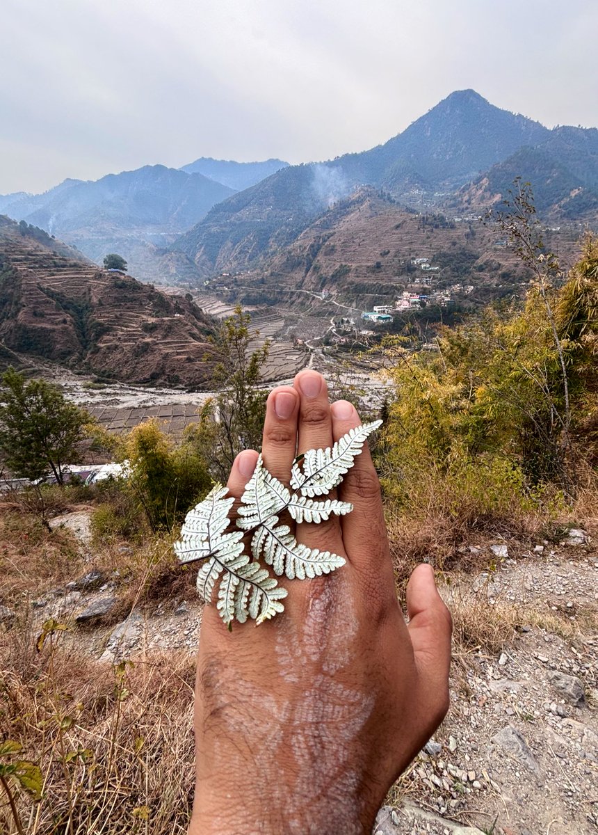 Ashutosh_05sn's tweet photo. Did you know the #Himalayas have their own natural tattoo #artist
This is the #SilverFern (#Aleuritopteris sp.). The "silver" isn't just for show it's a farinose powder that leaves this stunning white print on skin
Nature’s ink, no needles required!
#Botany #NatureMagic #Plant https://t.co/itrLB60ycF