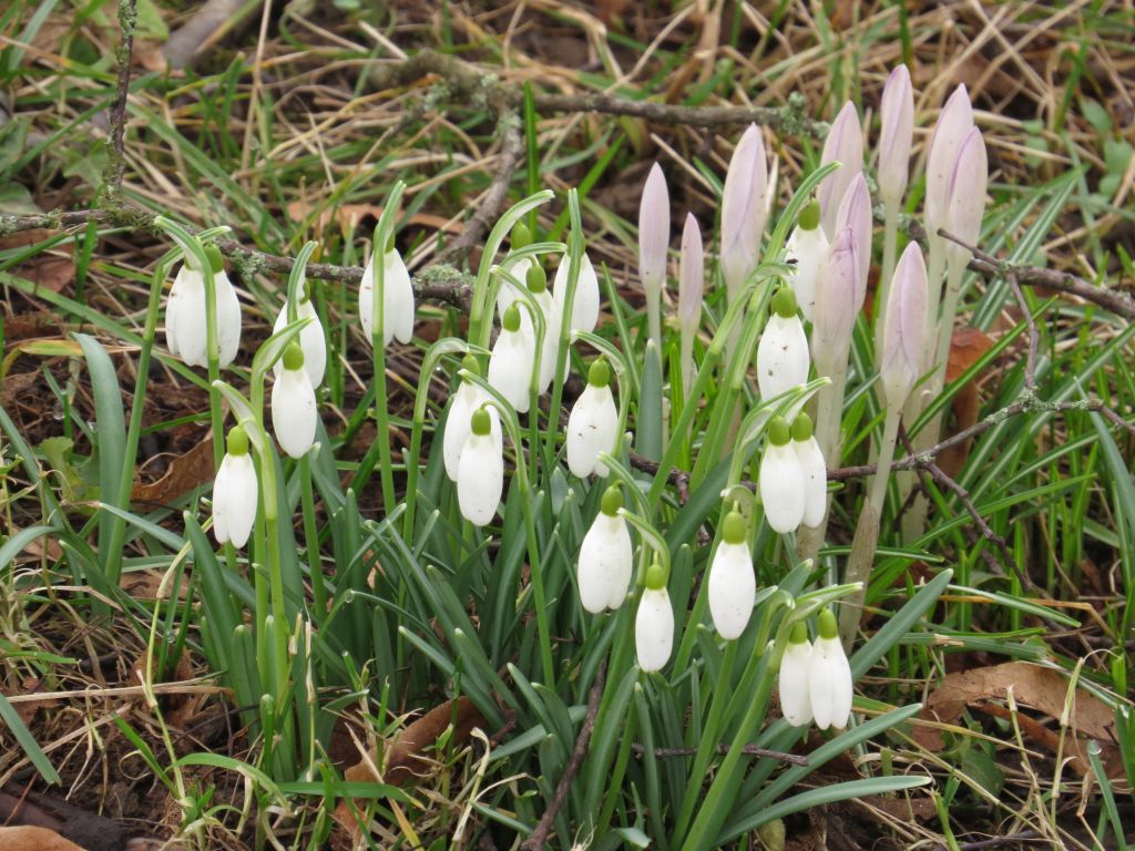 beingmyself_25's tweet photo. Schneeglöckchen, Krokuss und Winterling
#Schneeglöckchen #Krokuss #Winterling #Natur #Frühlingsbote #LDK #26Febr26 https://t.co/oxyZYzMOqe