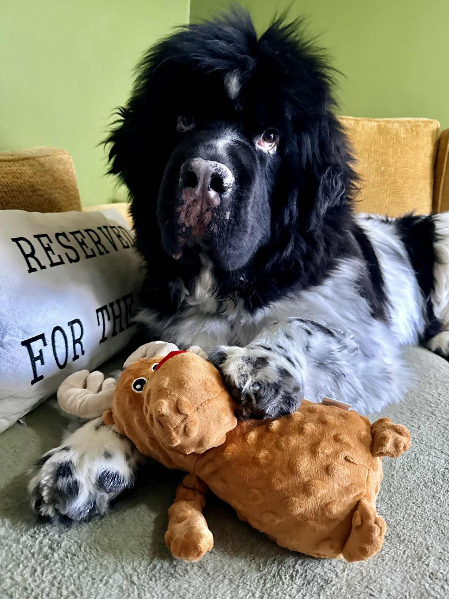 Bandit and Boo. Monty and Cookie 🌈 still here too tweet media