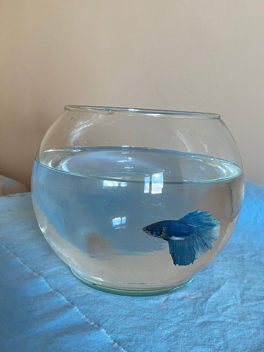 Herkes işini gücünü bıraksın ve balığıma baksınnn