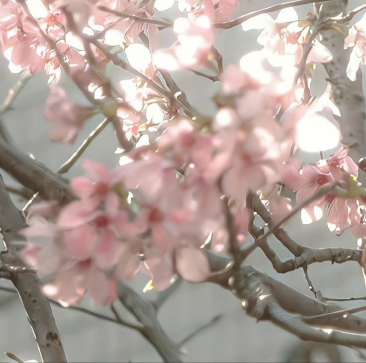feongmin's tweet photo. like a prince(ss) .. around sakura flowers . . https://t.co/gj41r0pVNH