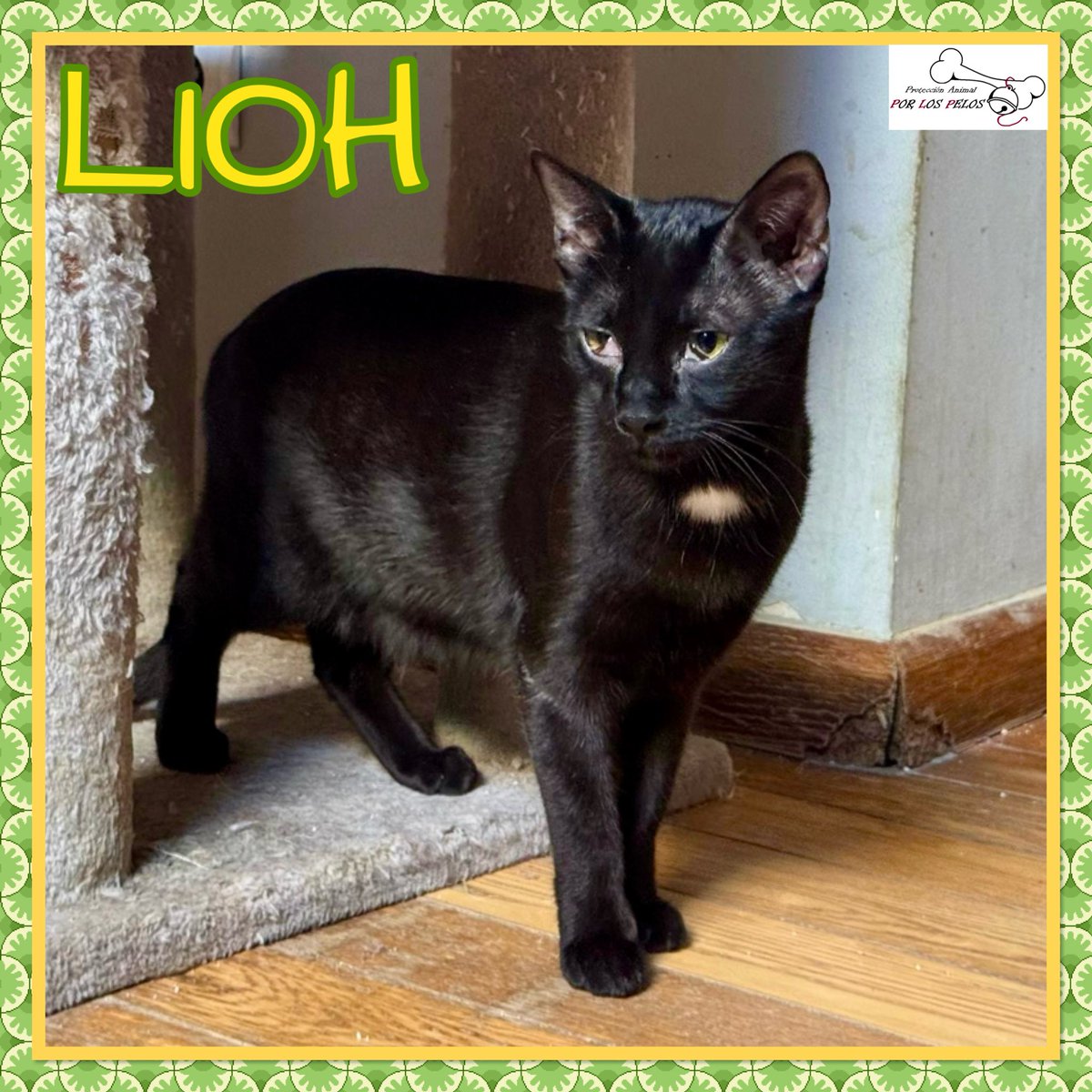PerreraToledo's tweet photo. 🐱LIOH🐱gatito 9meses busca #adopcion El pequeñín estaba enganchado en una red de portería y casi pierde la patita. Se lleva genial con gatxs y perrxs y es inseparable de su compi Grey, así que una adopción conjunta sería ideal 👉 https://t.co/m2ECyrYwck https://t.co/s7MmSdKr1A
