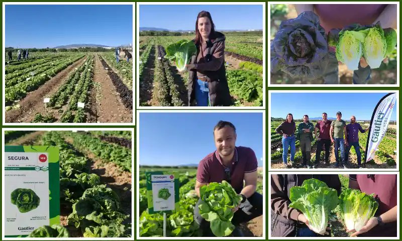 elAgroAutentico's tweet photo. 📢Los Discovery Days de #Gautier en Cartagena dan respuesta a los desafíos de la #lechuga🥬
https://t.co/YcevQZttBU
#agricultura
#agro https://t.co/wdf4AdT84s