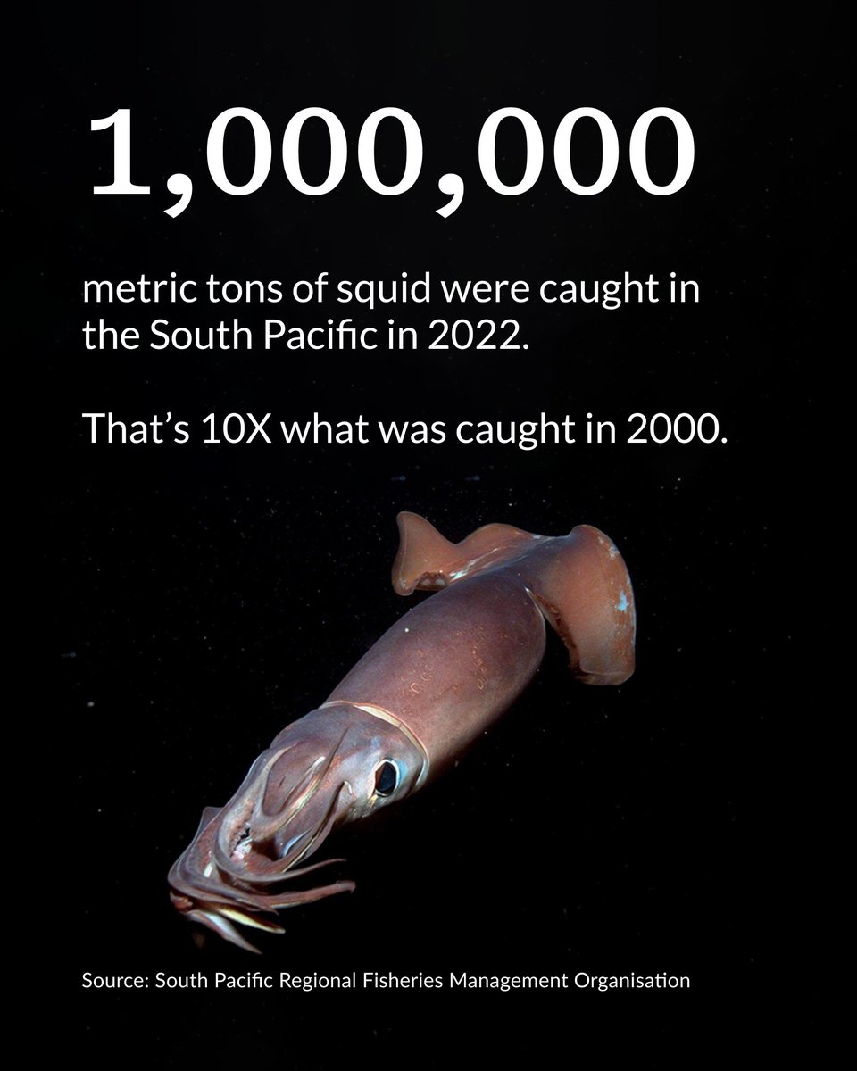 pewenvironment's tweet photo. Bad news: In 2024, squid catch in the region dropped by 50%—an alarming decline.
Good news: This month, countries can agree to sustainably manage squid in the South Pacific Ocean as demand continues to rise. #SPRFMO https://t.co/o80ASLaobG
📸 Cinematic/Alamy Stock Photo https://t.co/XZdBCC5AKI
