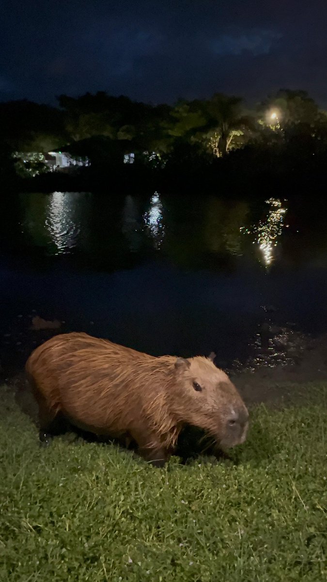 ≽^• ˕ • ྀི≼ !! tweet media