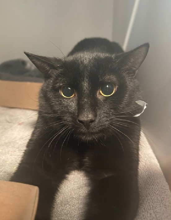 JLthekid9999's tweet photo. 🆘🆘 CONSTANTINE (ID 245685), 2 YO, MALE– IN QUEENS ACC - came into the shelter as an owner surrender on 2/2/2026, with the surrender reason stated as person circumstance- landlord won't allow. 🆘🆘 😿 😿 😿 😿
➡️TBD 2/28/26
➡️ TOO LOW ON PLEDGES TO STIMULATE RESCUE INTEREST
➡️ 🆘🆘 3RD Chance on Emergency Placement List – NO ROOM IN SHELTER – WILL NOT BE GIVEN MUCH MORE TIME – VERY HIGH EU/SILENT KILL RISK– 🆘🆘 😱🔥🔥😱
➡️ 25 DAYS IN SHELTER – TOO LONG – TIME IS RUNNING OUT
➡️ CONSTANTINE IS ON THE EPL FOR BEHAVIORAL REASONS - He is a potentially under socialized adult cat and is not thriving in the care center and continues to display distance-increasing behavior when approached for interactions. He has not warmed up despite staff using treats to build a positive association. This designation often means that the cat will be given very little time for rescue/foster/adoption. 🔥🔥🔥🔥
Constantine tolerates attention and petting but appears fearful or stressed in the shelter. He may be a little more independent, and may need time to warm up to his new home. ❤️ 😻❤️ 😻❤️ 😻
NEEDS OUT OF SHELTER ASAP –
Please RT or pledge, if you can, to save this little one.
@AdamsPaulGrimke
@mehser12
💔😿🙏Thank you