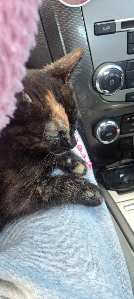 E4everM's tweet photo. We had our first outing with Sage yesterday. She did so good. We did laundry & all the elders loved her. My goal is to get her used to being outside (with me of course) & taking her wherever I can โค๏ธ #CatsOfTwitter #SageMoon https://t.co/qF8o9ajgJ6