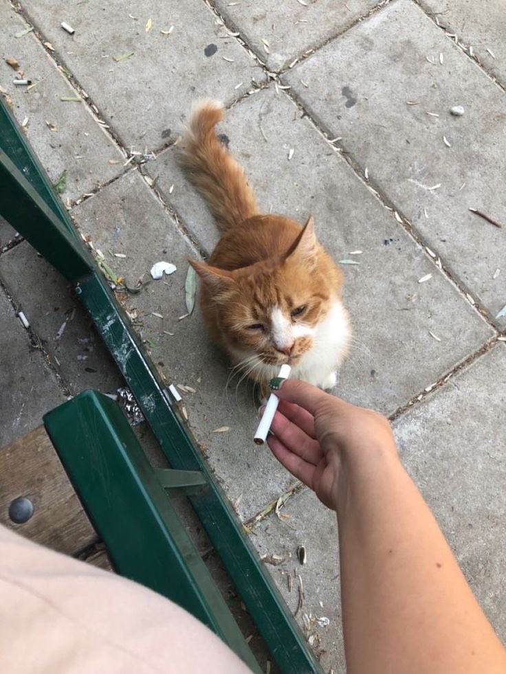 𝑁𝐴𝑇𝐴𝑆𝐻𝐴 ℛℴ𝓂𝒶𝓃ℴ𝒻𝒻 tweet media