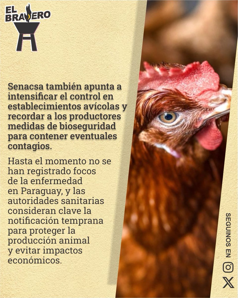 ElBraseroPy tweet media