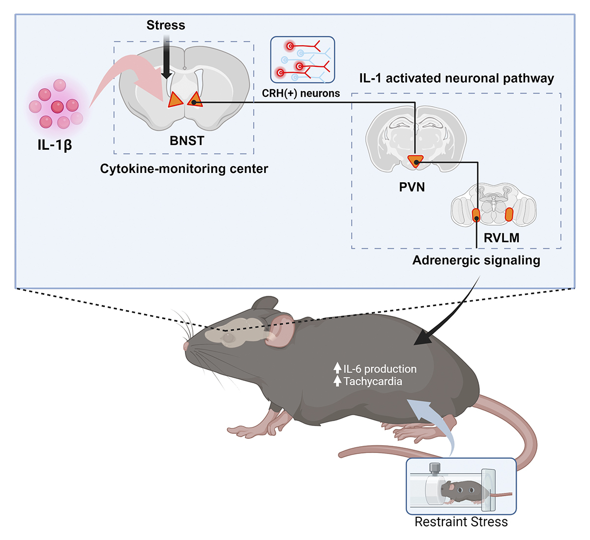 JExpMed's tweet image. Central neurons encode interleukin-1β signals and mediate stress-induced #inflammation. New from Okito Hashimoto, Tyler D. Hepler, Kevin J. Tracey, Sangeeta S. Chavan and colleagues @NorthwellHealth: hubs.la/Q044RHdM0

#Neuroinflammation #Cytokines