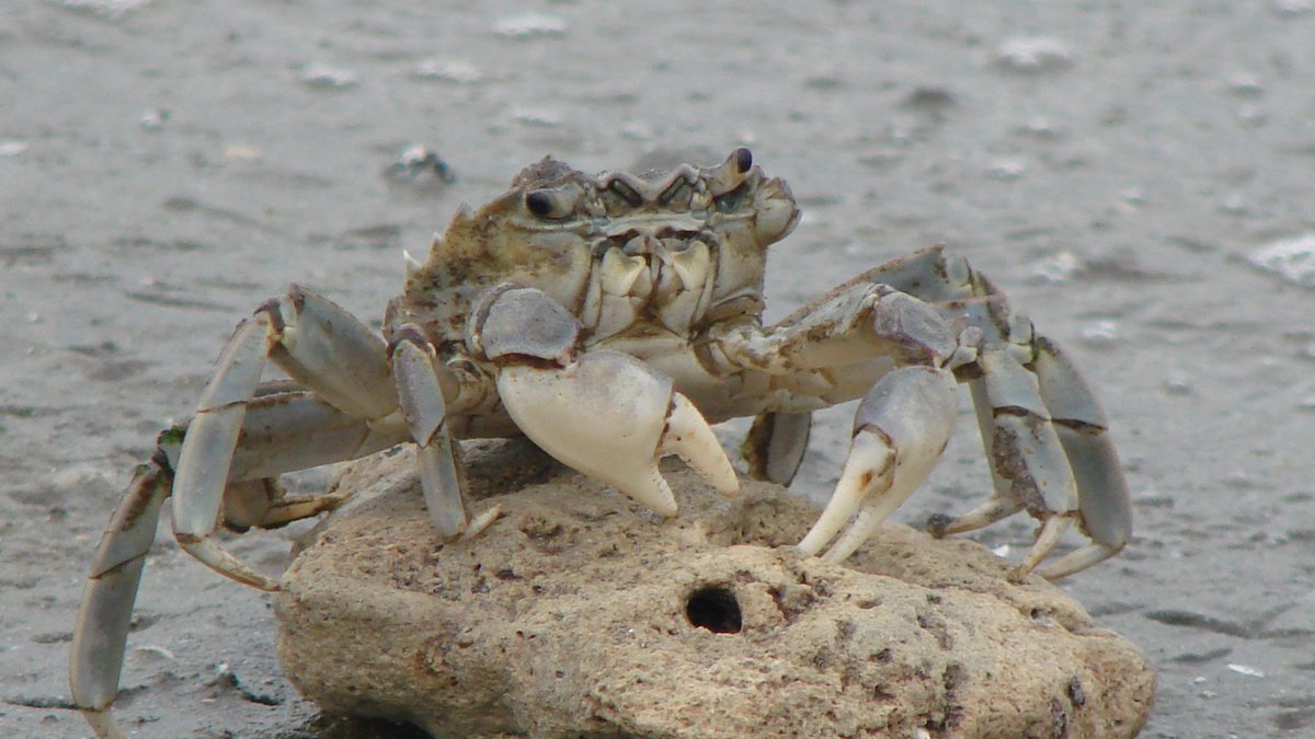 Cecilia Melo 🦀 tweet media