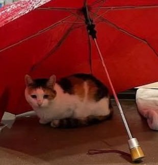 ochi says "rain, go away!" She is the cutest calico girl and loves to follow you around and have ALL of your attention! She's a bit overwhelmed by all of the other kitties at the refuge but loves human attention, come visit Mochi 2 .
 DOB: 09/01/2021