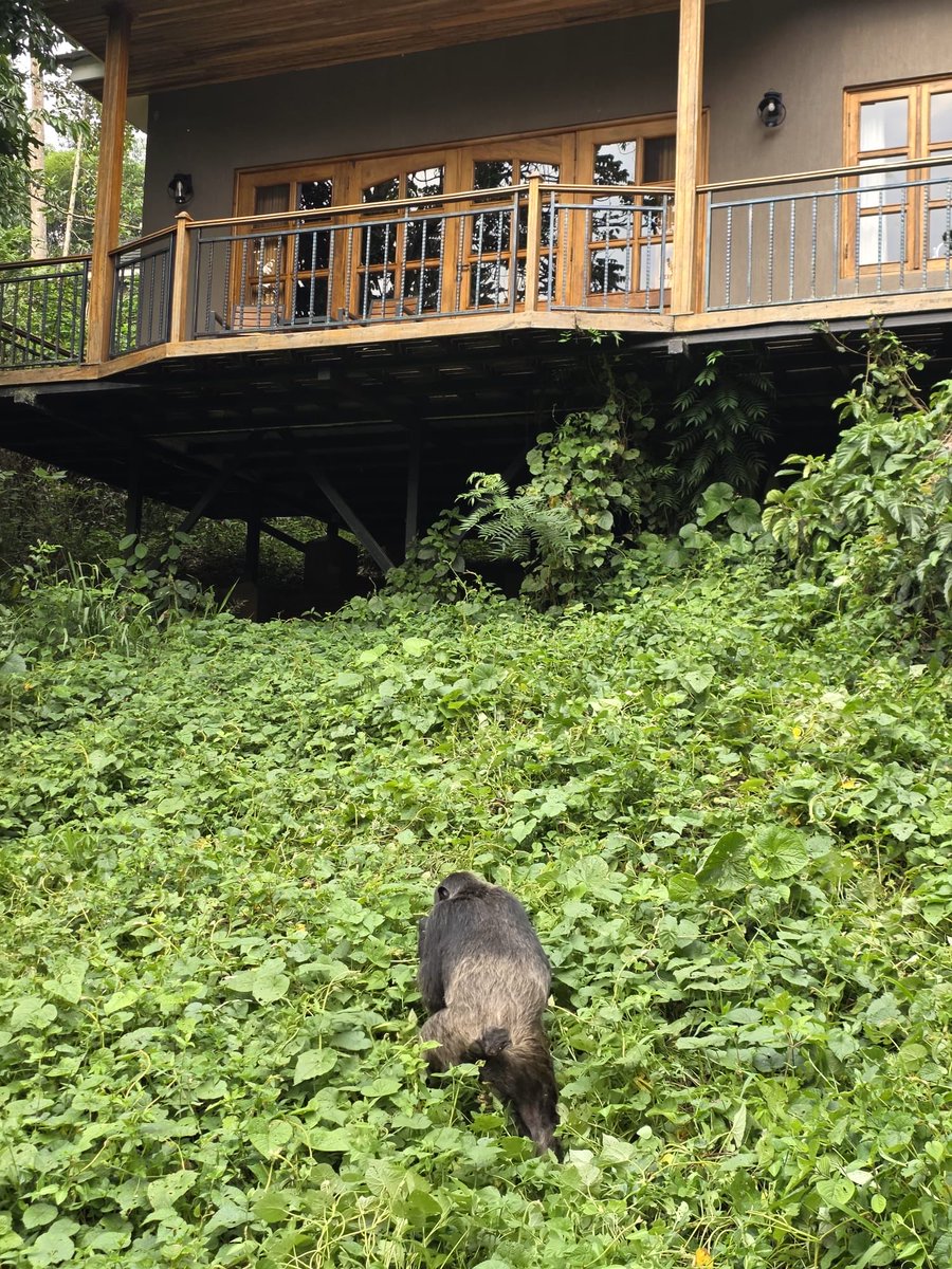 KabibiFlorence's tweet photo. At @chimpundu lodge, the #chimpazees wake up our guests โฆ. Flora & fauna truly define our lodge ecosystem.
For bookings reach us via https://t.co/DQDVz1uM96 tel +256776210872/ +256776200080 https://t.co/CDE9ax8R0C