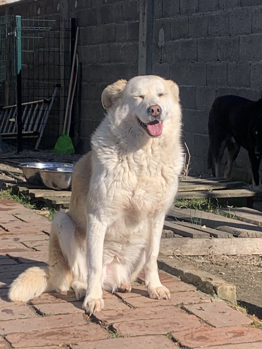 Ovim psima treba dom, njihova osoba i ljubav. Svetlana o njima brine decenijama i na izmaku je snaga, a sredstava je sasvim nestalo. Pomozimo, dok za njih ne otvorimo srce. Moje su ukrali. #donate #dog 
Udruženje Zoi, Ugrinovci 340-11012974-81 ili 
PayPal zoiudruzenje@gmail.com