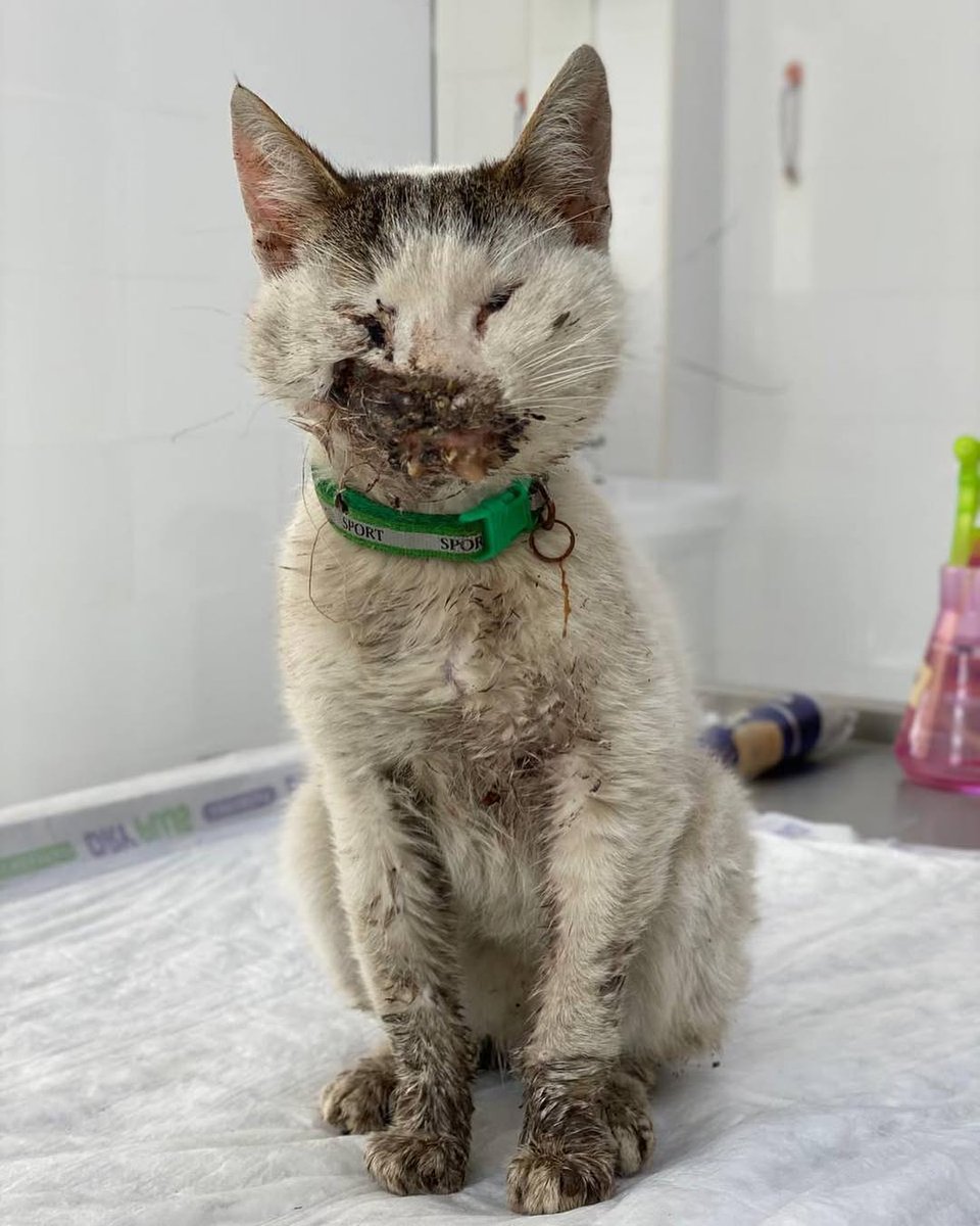 Mother Cat Rescue tweet media