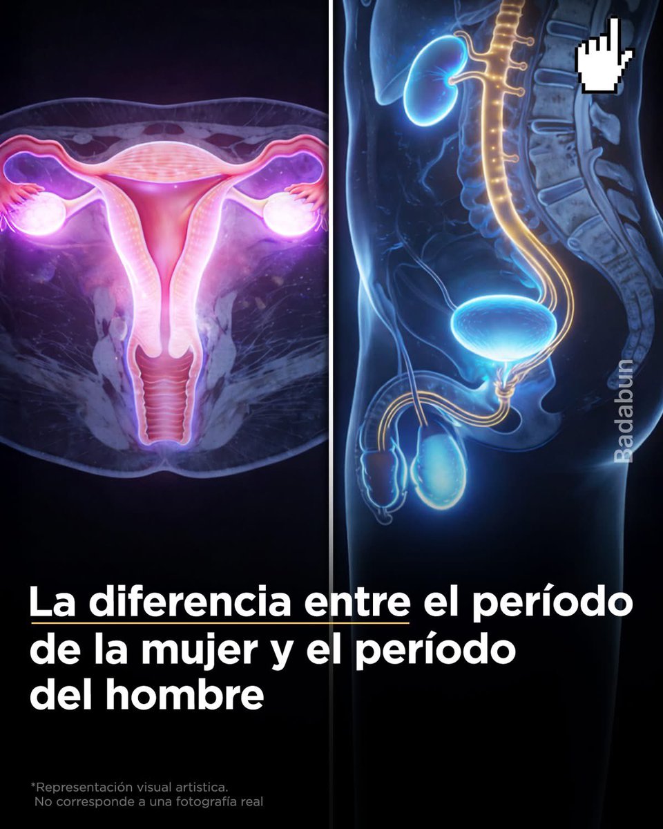 Datos y más Datos 

El periodo del hombre dura 24 horas, el periodo de la mujer dura 28 días. 

Durante años se les llamó “inestables”. 

Pero nadie explicó que viven en un sistema hormonal mensual, no diario.

El cuerpo masculino funciona en ciclos diarios.

La testosterona sube