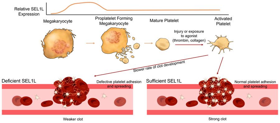 Journal of Clinical Investigation tweet media