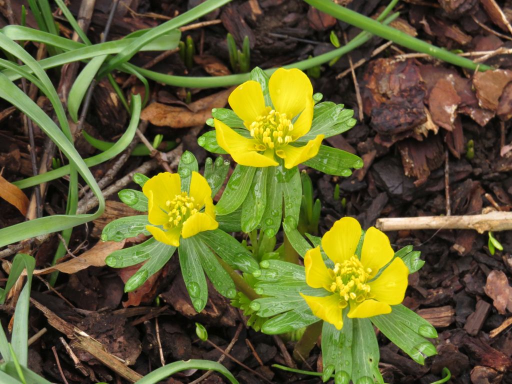beingmyself_25's tweet photo. Der Winterling ist einer der ersten Frühlingsboten, der oft ab Februar mit leuchtend gelben, schalenförmigen Blüten aus dem Boden bricht. Sie ist eine wichtige, frühe Bienenweide.
#Winterling #EranthisHyemalis #Natur #Frühlingsbote #LDK #26Febr26 https://t.co/4i1UL0CGBb