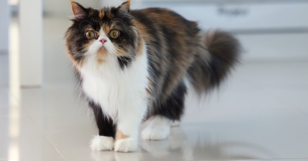 The Pet Cancer Foundation tweet media