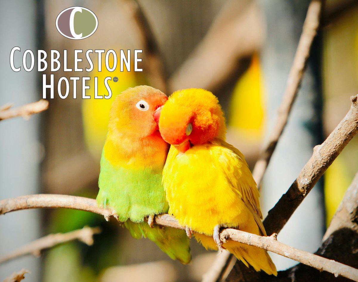 Cobblestone Hotels tweet media