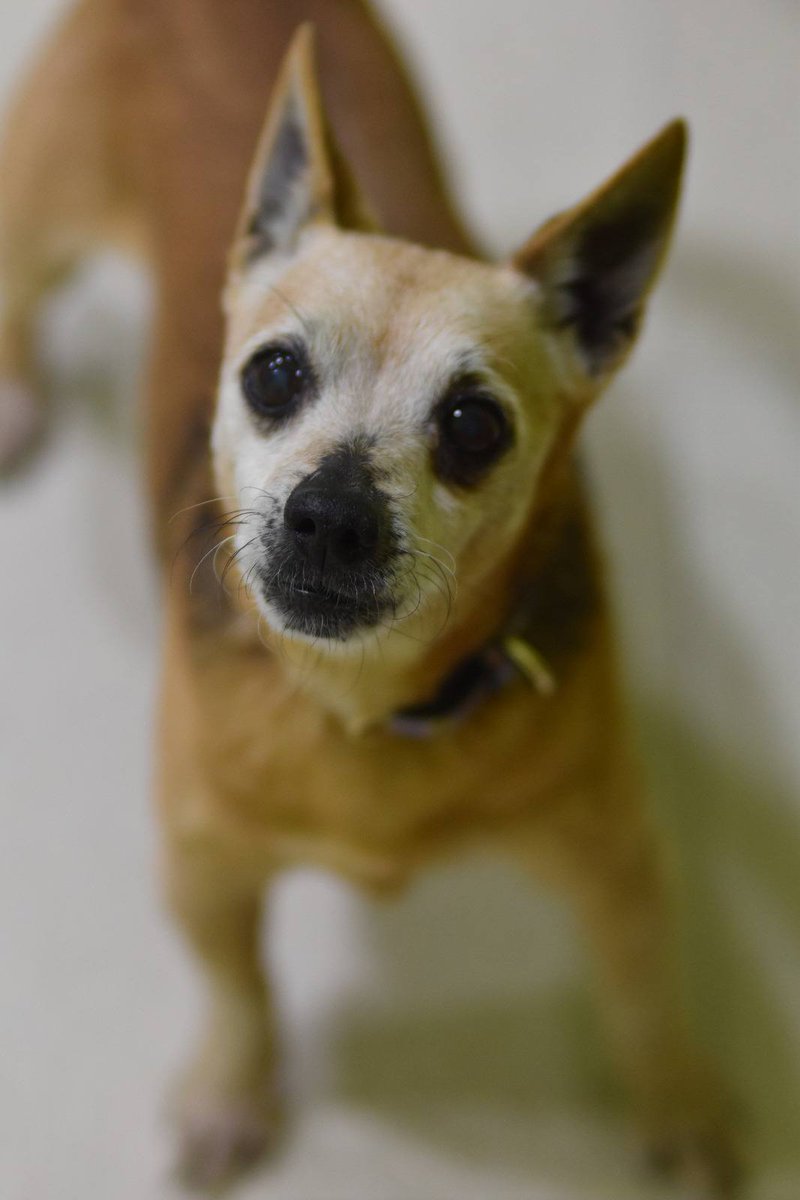 #MADRID
𝘊𝘰𝘱𝘪𝘢𝘮𝘰𝘴:
Estos dos peques de unos 10 añitos han sido abandonados por un HP, que decía ser su familia.

Mal nacido abandonar a estos pequeños, que el karma actúe por mil y te veas solo en tus últimos años de vida

Buscamos adopción para ellos, a poder ser