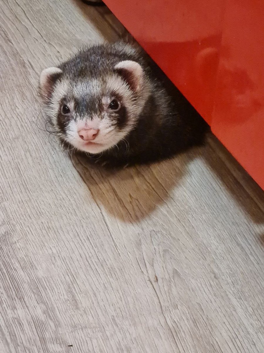 Й. П. Лесгустой tweet media