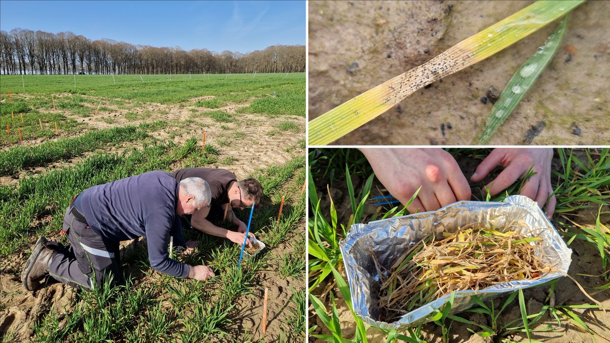 Frédéric Suffert tweet media